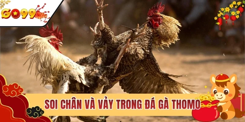 Soi chân và vảy trong đá gà Thomo